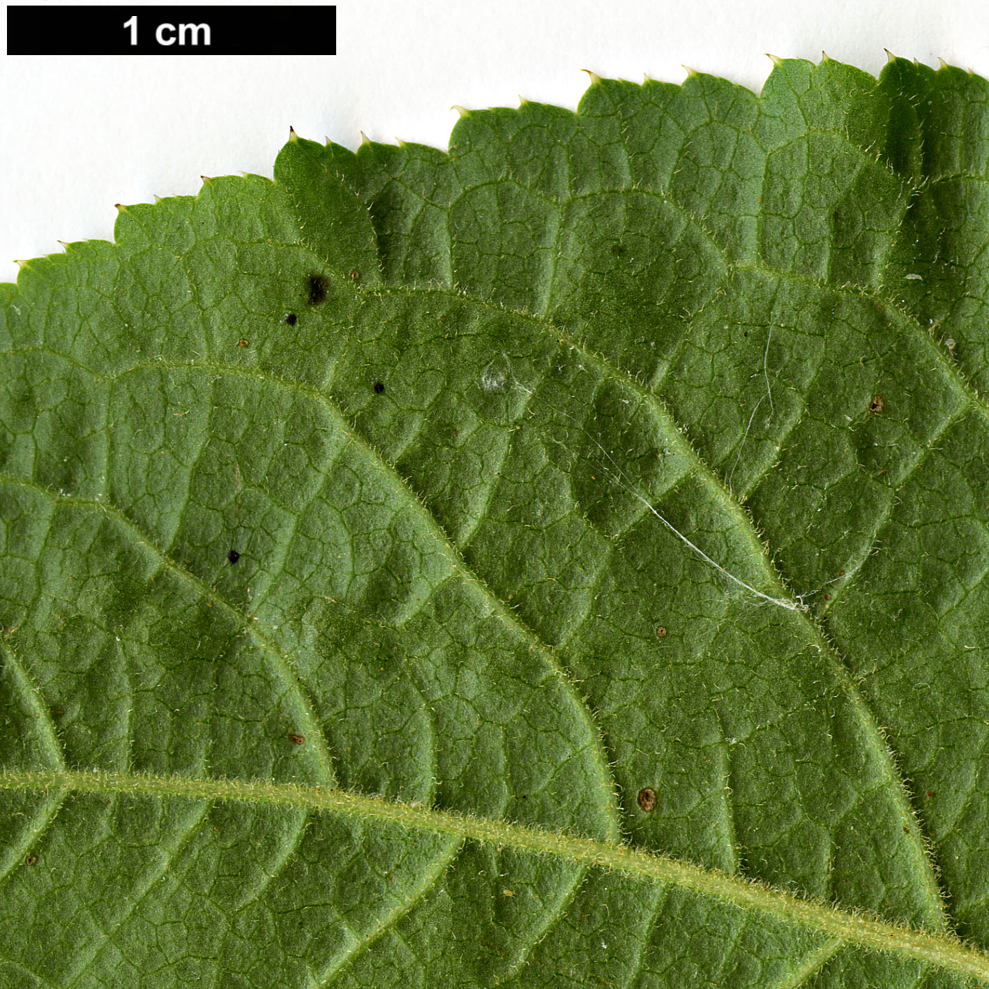 High resolution image: Family: Araliaceae - Genus: Eleutherococcus - Taxon: leucorrhizus - SpeciesSub: var. leucorrhizus High resolution image: Family: Araliaceae - Genus: Eleutherococcus - Taxon: leucorrhizus - SpeciesSub: var. leucorrhizus